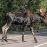 enormous-moose-gets-slammed-to-the-pavement-in-viral-video-of-a-street-brawl-in-colorado