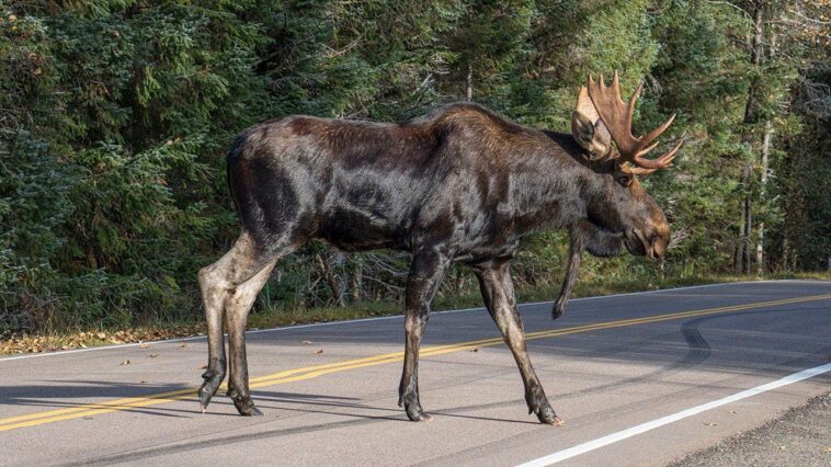 enormous-moose-gets-slammed-to-the-pavement-in-viral-video-of-a-street-brawl-in-colorado