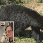 bear-is-euthanized-after-injuring-2-idaho-residents
