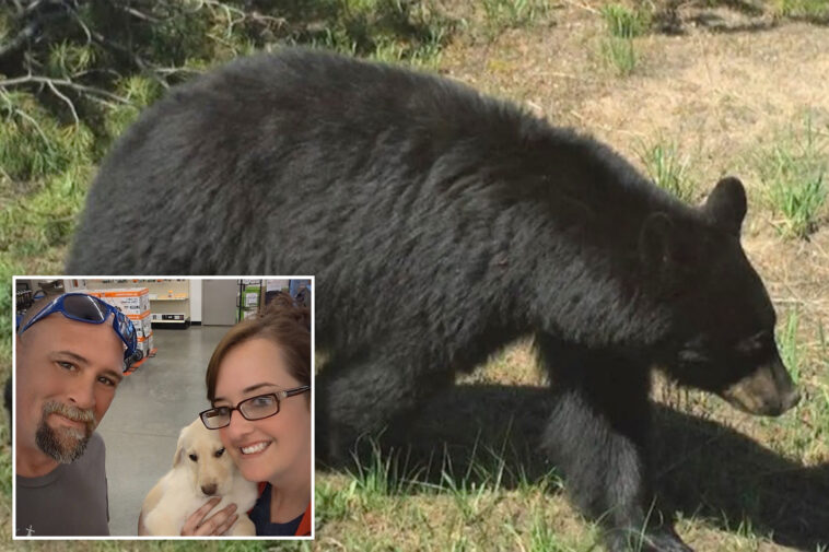 bear-is-euthanized-after-injuring-2-idaho-residents