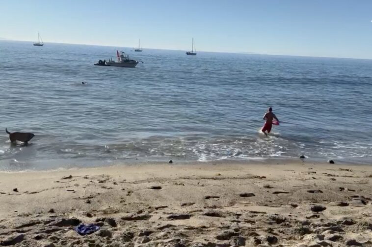 kayaker-attacked-by-a-shark-off-paradise-cove-in-malibu-as-dramatic-video-emerges:-report