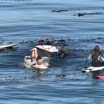 tense-moment-massive-otter-gets-in-standoff-with-young-surfers-off-california-coast