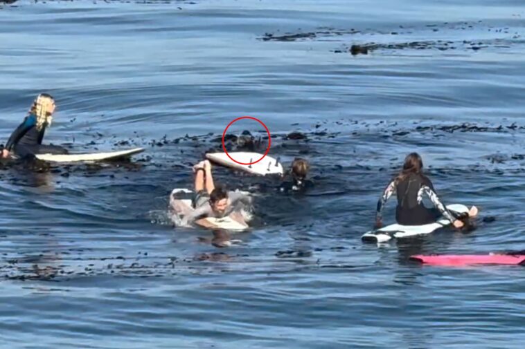 tense-moment-massive-otter-gets-in-standoff-with-young-surfers-off-california-coast