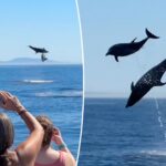 incredible-video-captures-dolphins-launching-10-feet-into-the-air-off-california-coast