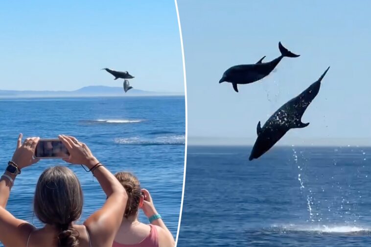 incredible-video-captures-dolphins-launching-10-feet-into-the-air-off-california-coast
