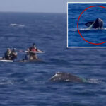 officials-sound-alarm-for-socal-whale-spotted-tangled-in-fishing-equipment