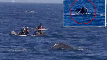 officials-sound-alarm-for-socal-whale-spotted-tangled-in-fishing-equipment