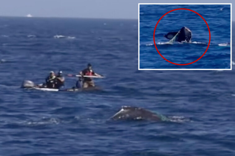 officials-sound-alarm-for-socal-whale-spotted-tangled-in-fishing-equipment