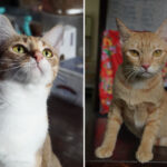 12-arrested-in-vietnam-after-citywide-cat-meat-ring-exposed