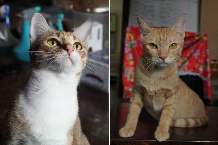 12-arrested-in-vietnam-after-citywide-cat-meat-ring-exposed