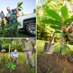 bronx-zoo-plants-mini-forest-of-‘functionally-extinct’-trees-after-species-was-ravaged-fungus