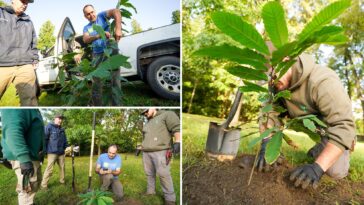 bronx-zoo-plants-mini-forest-of-‘functionally-extinct’-trees-after-species-was-ravaged-fungus