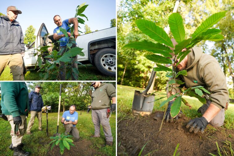 bronx-zoo-plants-mini-forest-of-‘functionally-extinct’-trees-after-species-was-ravaged-fungus