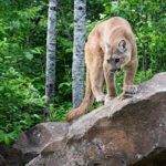 army-veteran-fights-mountain-lion-with-bare-hands-to-rescue-dog-in-wyoming:-‘that-thing-was-strong’