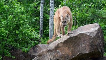 army-veteran-fights-mountain-lion-with-bare-hands-to-rescue-dog-in-wyoming:-‘that-thing-was-strong’
