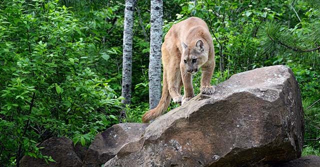 army-veteran-fights-mountain-lion-with-bare-hands-to-rescue-dog-in-wyoming:-‘that-thing-was-strong’