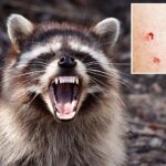 sickly-creature-found-in-los-angeles-prompts-official-warning-—-marks-first-case-in-50-years