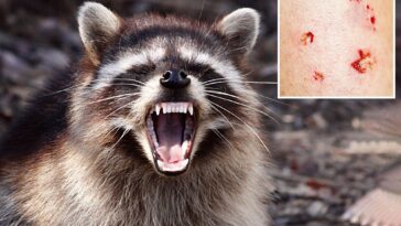 sickly-creature-found-in-los-angeles-prompts-official-warning-—-marks-first-case-in-50-years