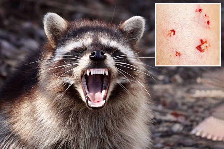 sickly-creature-found-in-los-angeles-prompts-official-warning-—-marks-first-case-in-50-years