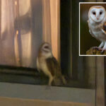 screeching-american-barn-owl-spotted-living-on-uws-—-here’s-why-he’s-moved-to-the-big-city