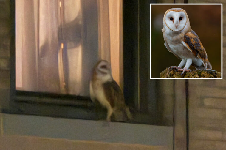 screeching-american-barn-owl-spotted-living-on-uws-—-here’s-why-he’s-moved-to-the-big-city