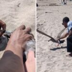 california-beachgoer-uses-crafty-tactic-to-lure-in-seagull-tangled-in-fishing-line
