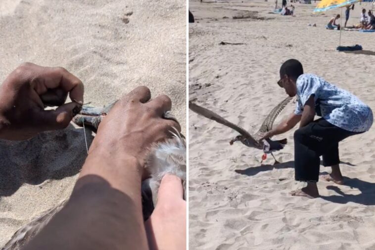 california-beachgoer-uses-crafty-tactic-to-lure-in-seagull-tangled-in-fishing-line