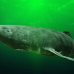 greenland-fishermen-want-to-cull-1,000-sharks-that-can-live-over-400-years-with-$45-per-heart-bounty