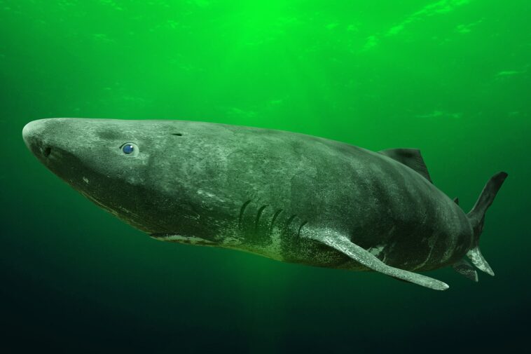 greenland-fishermen-want-to-cull-1,000-sharks-that-can-live-over-400-years-with-$45-per-heart-bounty