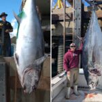 new-hampshire-fisherman-reels-in-record-breaking-1,116-pound-bluefin-tuna,-smashing-state-mark