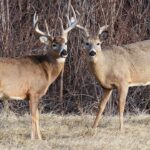 trail-cam-captures-buck-walking-around-with-another-deer’s-antlers-dangling-from-its-rack