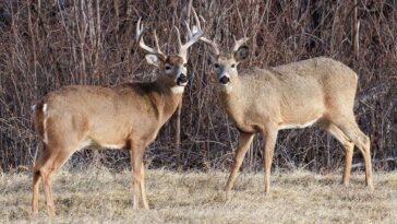 trail-cam-captures-buck-walking-around-with-another-deer’s-antlers-dangling-from-its-rack