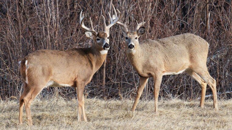 trail-cam-captures-buck-walking-around-with-another-deer’s-antlers-dangling-from-its-rack