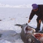 greenland-fishermen-poised-to-cull-1,000+-sharks-that-can-live-over-400-years