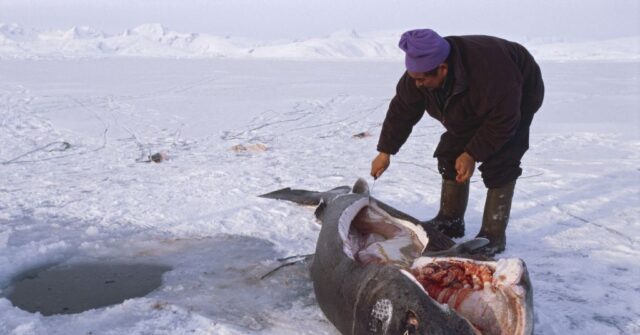 greenland-fishermen-poised-to-cull-1,000+-sharks-that-can-live-over-400-years
