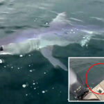dad-and-son-‘stalked’-by-boat-eating-shark-near-island