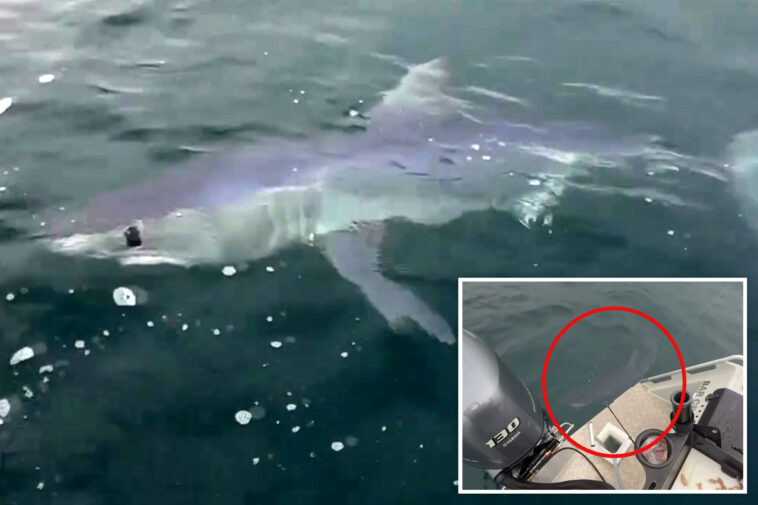 dad-and-son-‘stalked’-by-boat-eating-shark-near-island