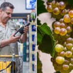 california’s-wine-crisis-hits-new-low-as-luxe-bottles-sent-to-costco,-aldi-and-kroger-for-knock-down-prices