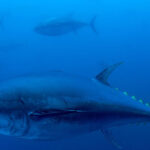 new-hampshire-fisherman’s-1,116-pound-bluefin-tuna-catch-smashes-state-record
