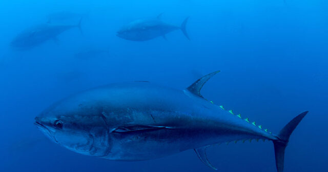 new-hampshire-fisherman’s-1,116-pound-bluefin-tuna-catch-smashes-state-record