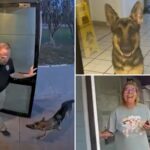 lost-florida-dog-shows-up-at-police-station-—-as-officer-helps-reunite-‘k-9-applicant’-with-tearful-owner