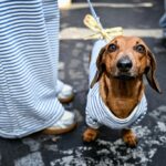 bright-side:-to-infinity,-sausage-dog-fashion-week,-and-beyond