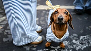 bright-side:-to-infinity,-sausage-dog-fashion-week,-and-beyond
