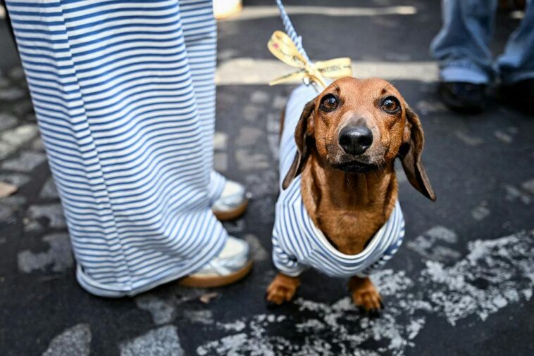 bright-side:-to-infinity,-sausage-dog-fashion-week,-and-beyond