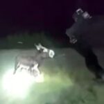 bodycam-footage-of-georgia-cop-who-gunned-down-adorable-baby-donkey-is-released-–-blows-up-his-stated-‘reason’-for-killing-the-animal-(video)