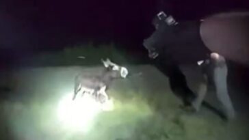 bodycam-footage-of-georgia-cop-who-gunned-down-adorable-baby-donkey-is-released-–-blows-up-his-stated-‘reason’-for-killing-the-animal-(video)