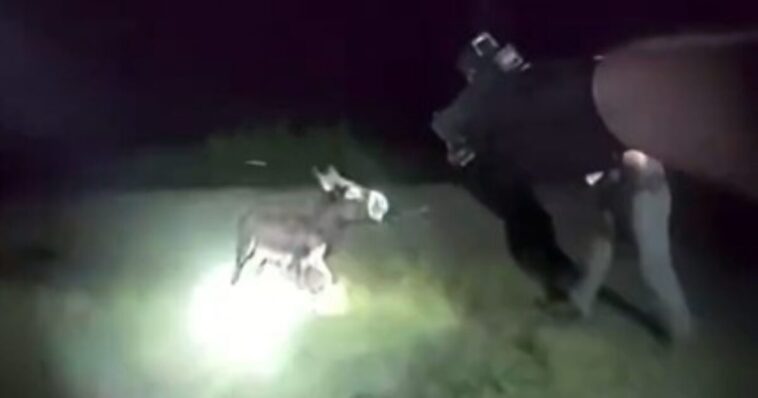 bodycam-footage-of-georgia-cop-who-gunned-down-adorable-baby-donkey-is-released-–-blows-up-his-stated-‘reason’-for-killing-the-animal-(video)
