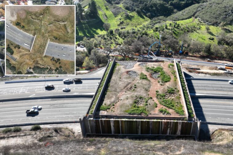 $114m-socal-wildlife-crossing-to-track-whether-animals-are-‘happy’-with-taxpayer-funded-bridge