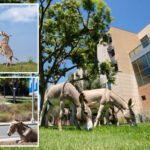 wild-donkeys-take-over-califronia-uc-campus-as-university-issues-warning-to-students