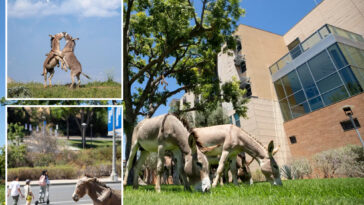 wild-donkeys-take-over-califronia-uc-campus-as-university-issues-warning-to-students